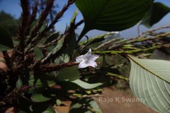 Stenosiphonium parviflorum